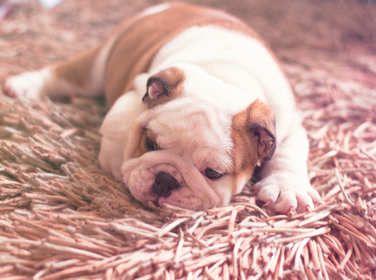 I Live in Delhi, and It Gets Quite Chilly Here — Would a Shaggy Rug Be Good for My Living Room?
