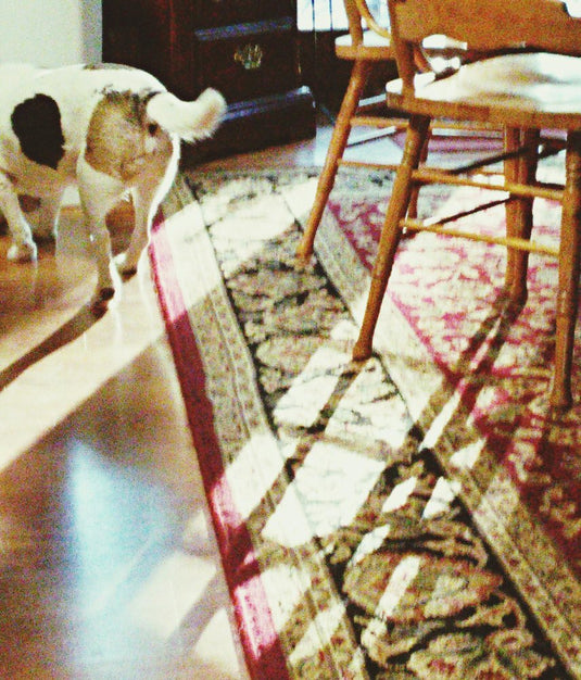 Best Place to Buy Transitional Rugs & Carpets in Patna