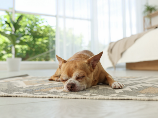 What Are the Best Indoor Rugs Brands in Delhi, India?
