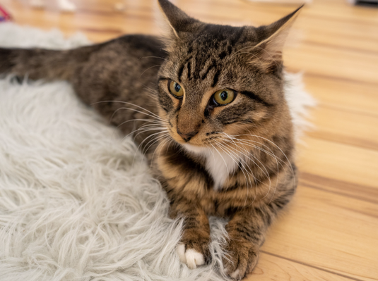 Where Can I Find the Best Indoor Rugs and Carpet in Delhi, India?