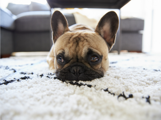 Where to Source Hand-Knotted Rugs and Carpets in Arunachal Pradesh