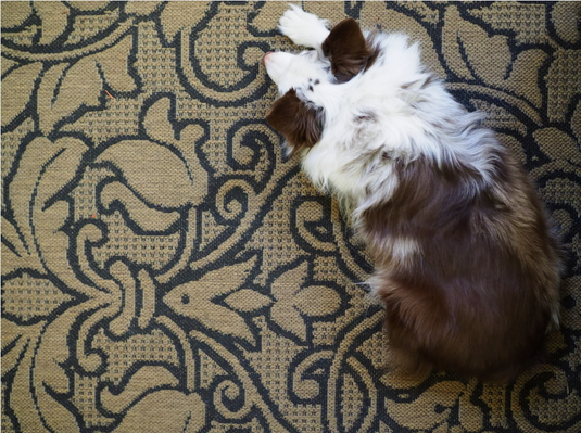 Where to Source Hand-Knotted Rugs and Carpets in Himachal Pradesh?