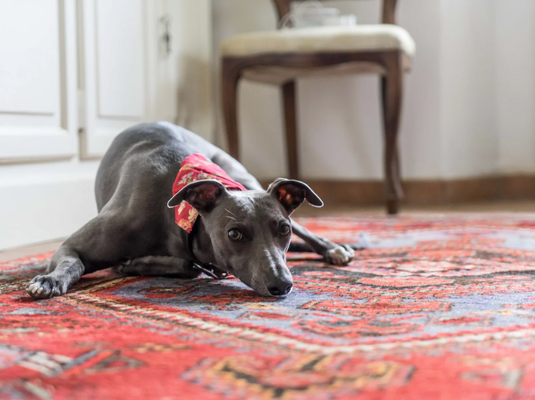 Where Can I Find Budget-Friendly Rugs and Carpets in Chennai
