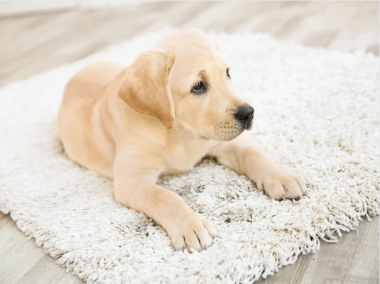 Where Can I Find Budget-Friendly Rugs and Carpets in Hyderabad