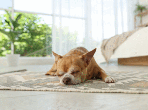 Read more about the article What Are the Best Indoor Rugs Brands in Delhi, India?